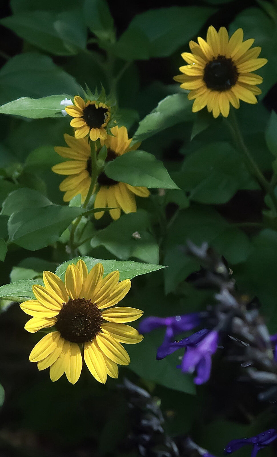 LIFE-HOME-ONGARDENING-6-MCT
